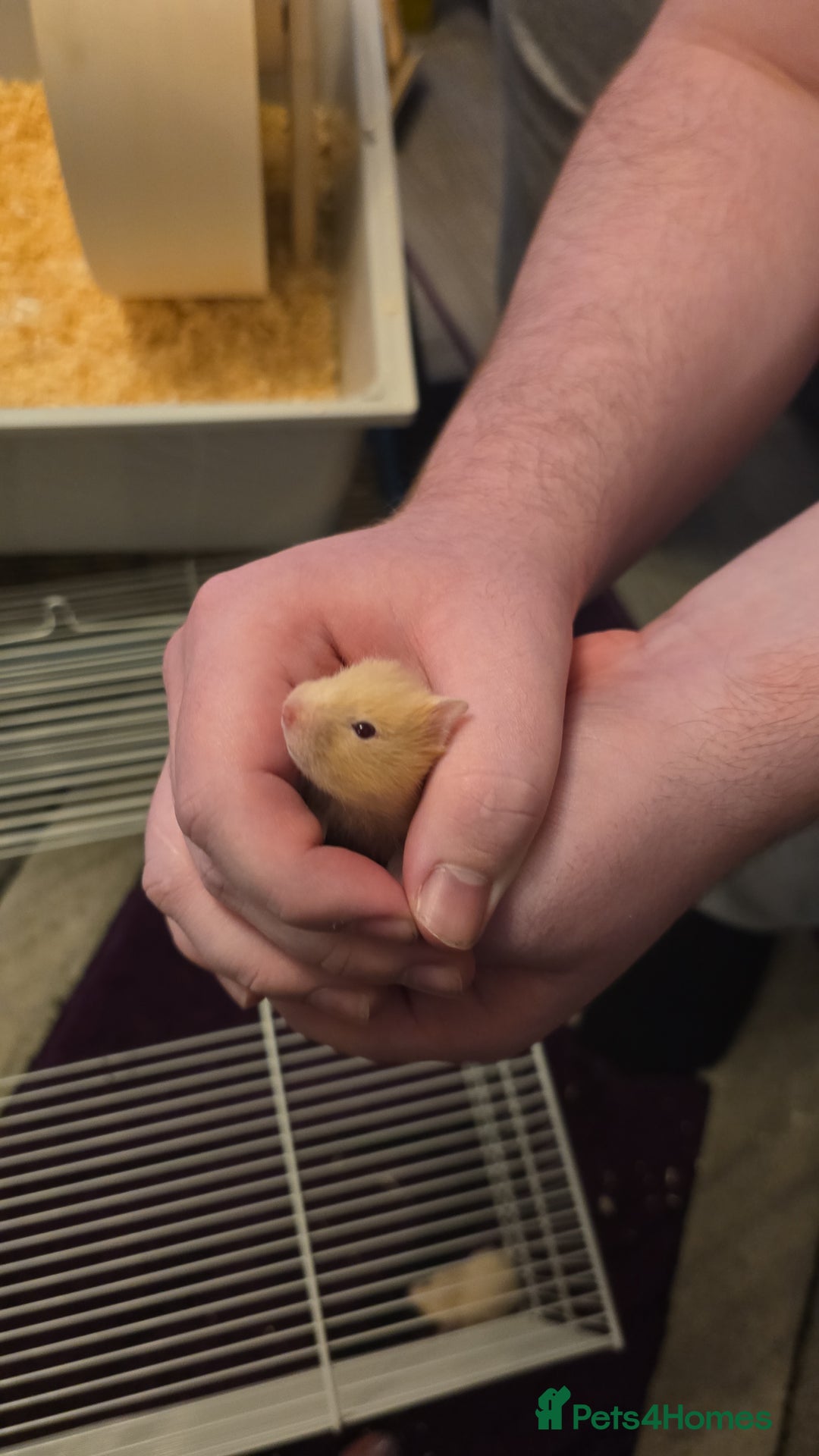 Hamster rodents for sale: Baby syrian hamsters  - Image 14