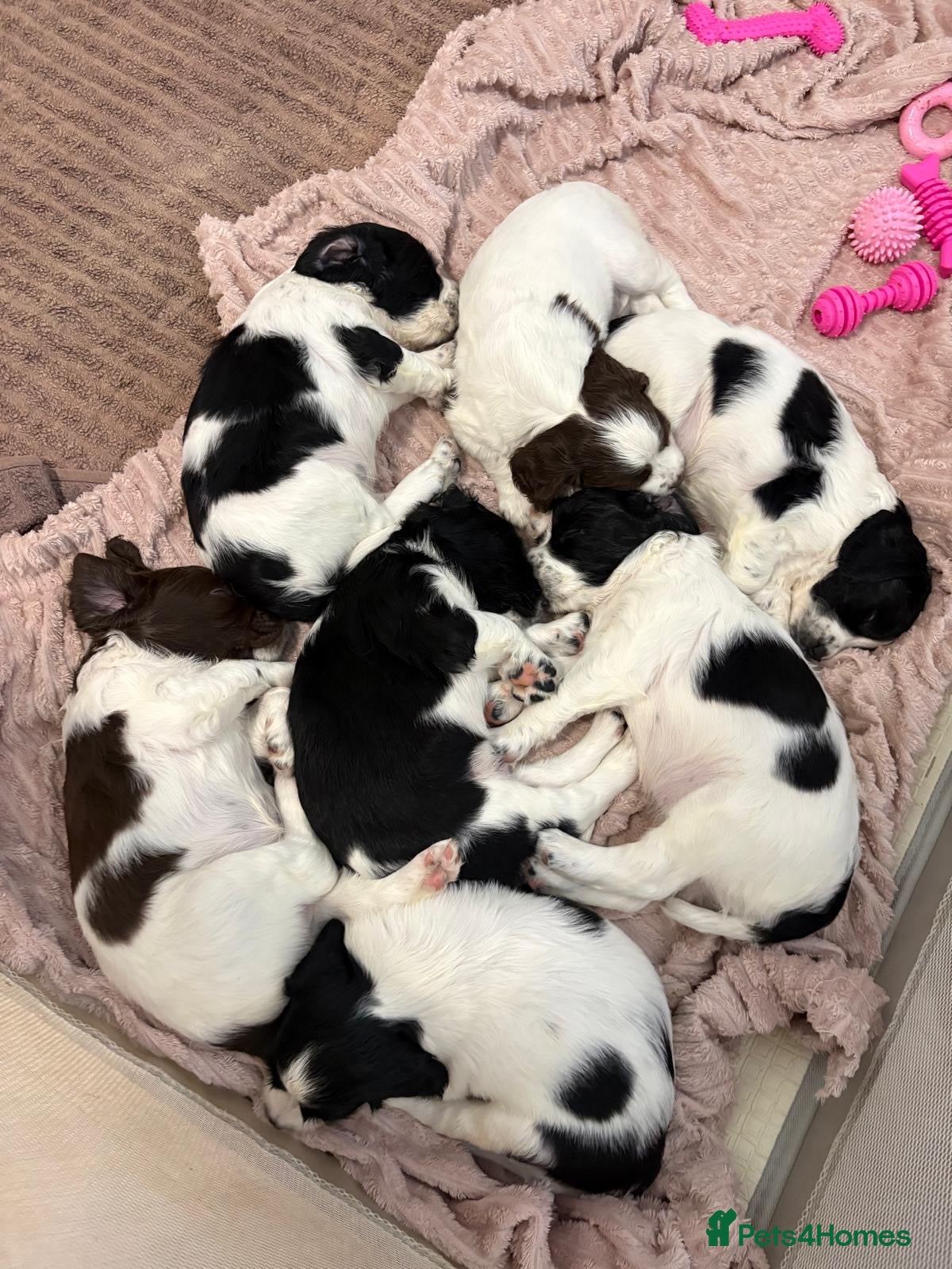 English Springer Spaniel dogs 5 weeks old🐶❤️AdorableSpringerSpanielPuppie 🐶❤️  - Advert 1