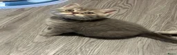 British Shorthair cats for sale: Amazing pure breed BSH/BLH - Advert 4