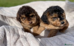 Cockapoo dogs for sale: Chocolate F1b Cockapoo’s - Image 15