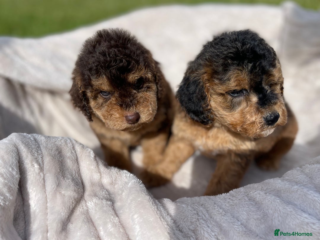 Cockapoo dogs for sale: Chocolate F1b Cockapoo’s - Image 15
