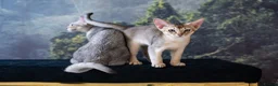 Abyssinian cats for sale: Basilio-Silver Abyssinian- Cutest & Ready NOW! - Advert 2