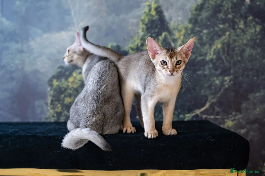 Abyssinian cats for sale: Basilio-Silver Abyssinian- Cutest & Ready NOW! - Advert 2