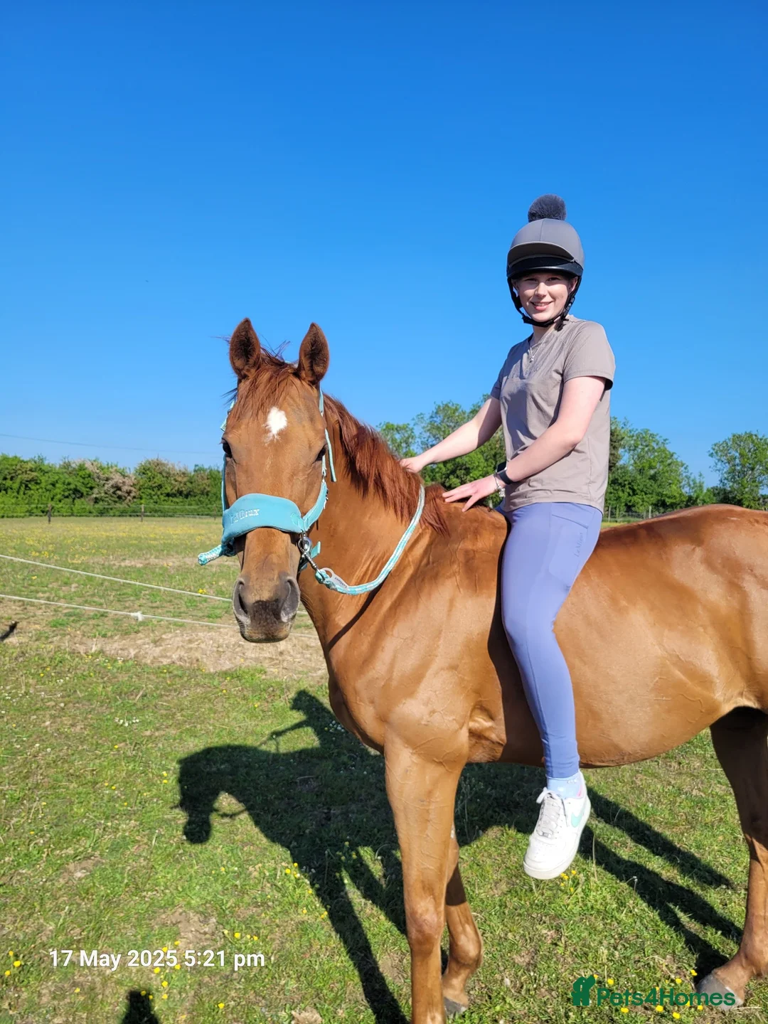 English Thoroughbred horses for sale: All rounder Chestnut mare Thoroughbred  - Advert 3