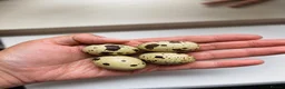 Quail poultry for sale: Coturnix Quail Chicks - Advert 5