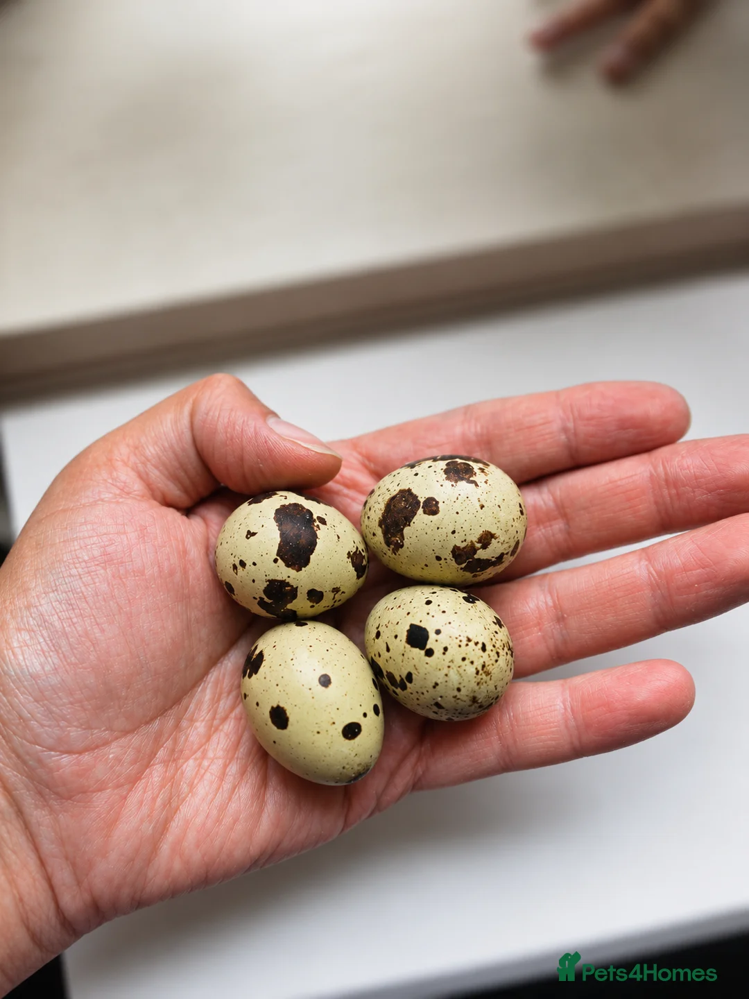 Quail poultry for sale: Coturnix Quail Chicks - Advert 5