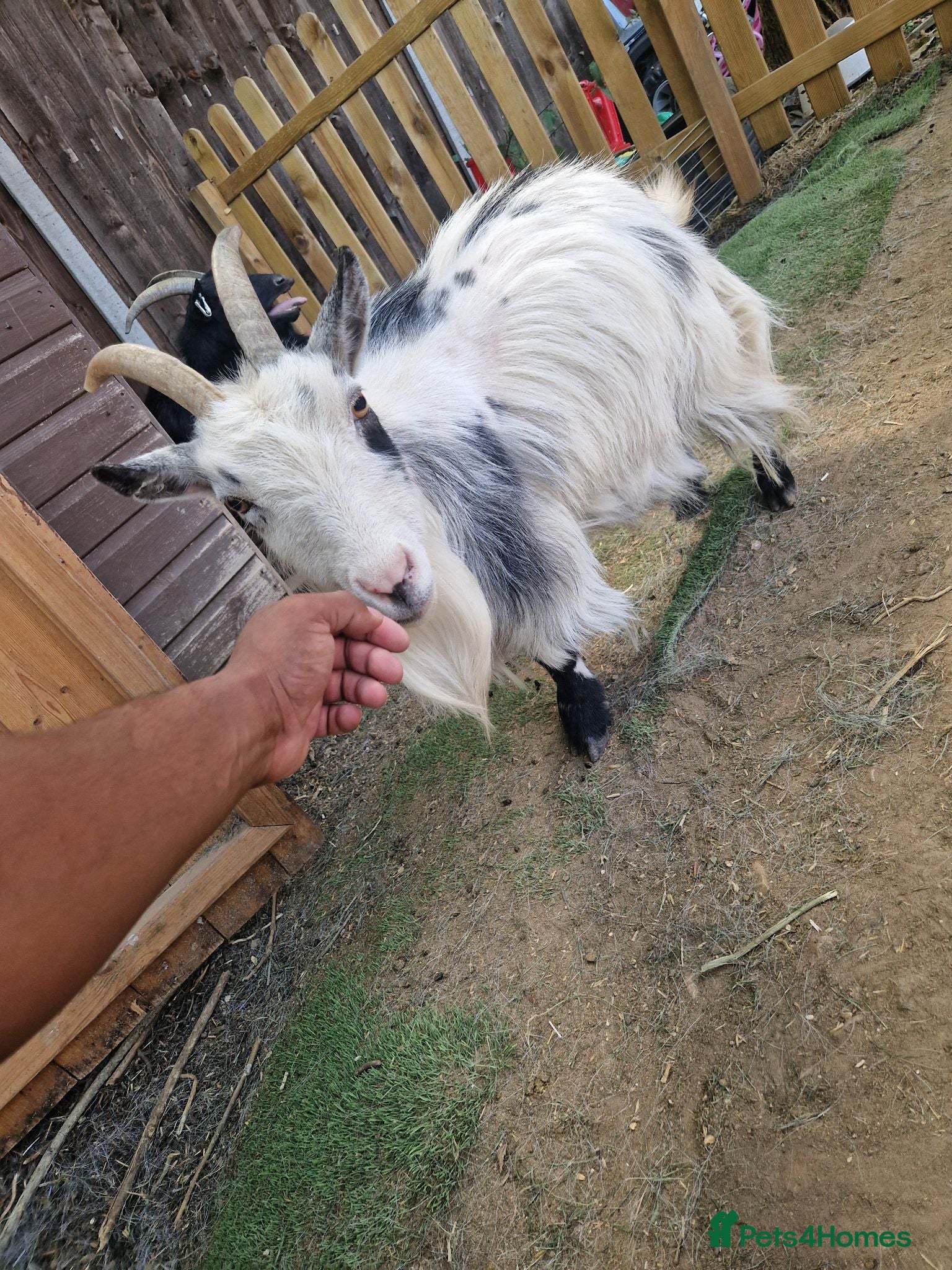 Goats livestock Pygmy goats  - Advert 2