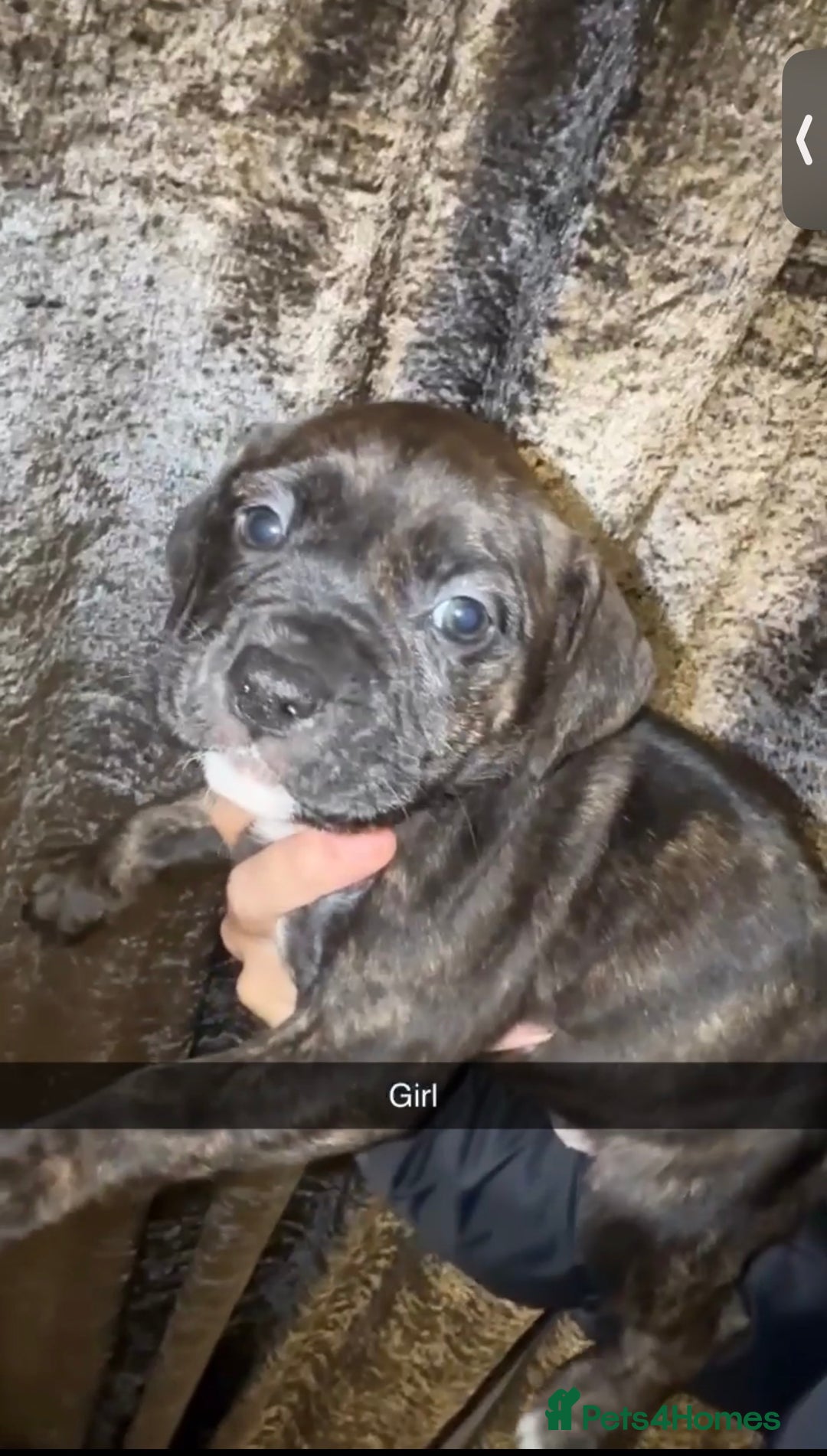 Mixed Breed dogs for sale: 8 beautiful pups for sale  - Image 6