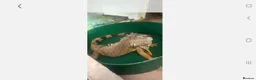 Iguana reptiles for sale: Mr  Garry Calow in Coalville - Advert 3