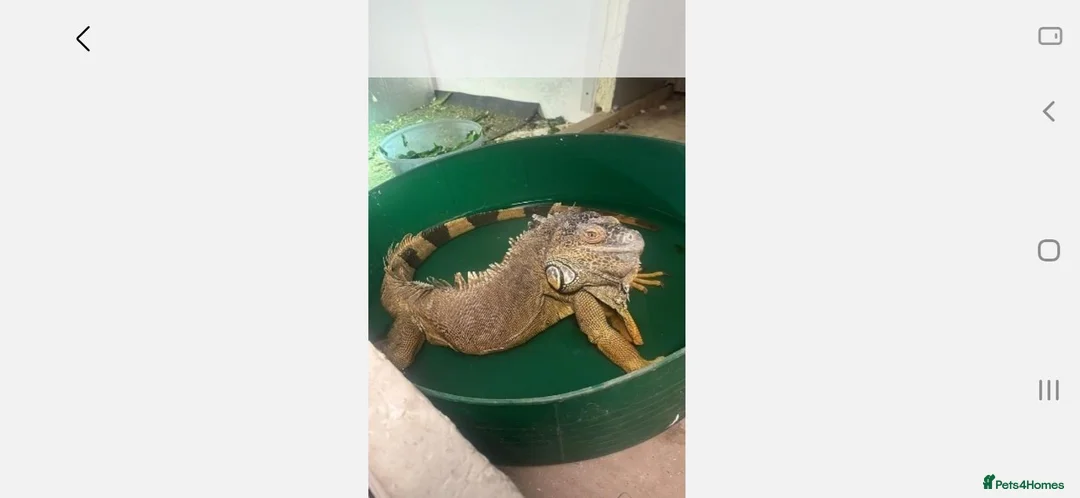 Iguana reptiles for sale: Mr  Garry Calow in Coalville - Advert 3
