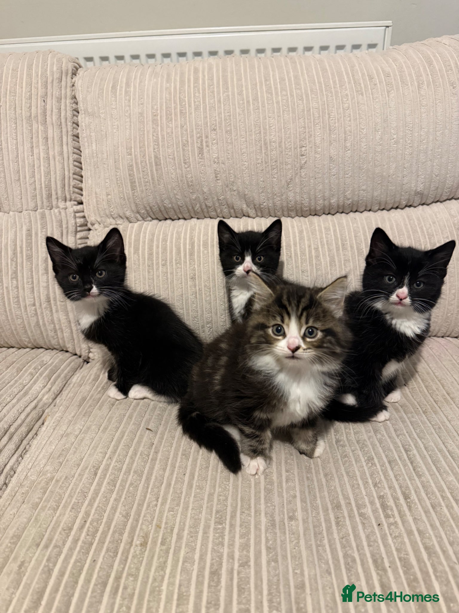 Mixed Breed cats 4 kittens ready 7th June  - Advert 4