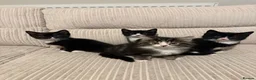 Mixed Breed cats for sale: 4 kittens ready 7th June  - Advert 1