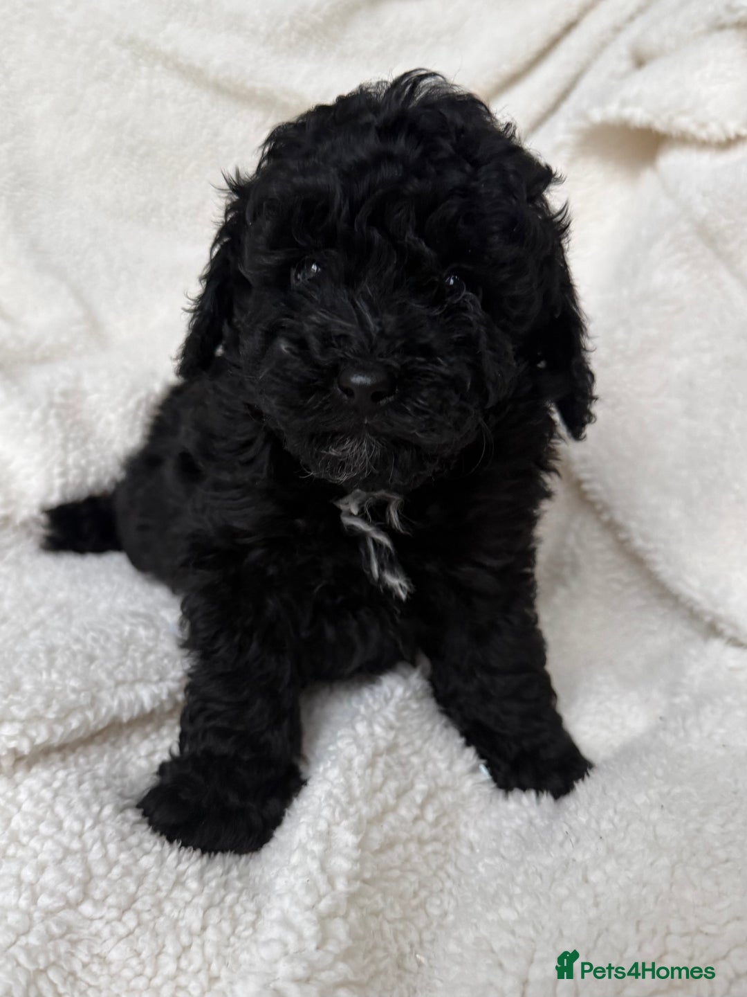 Toy Poodle dogs for sale: Adorable Toy Poodle Puppies READY TO GO! - Advert 40