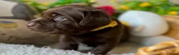 Labrador Retriever dogs for sale: STUNNING Chocolate Labrador Puppies  - Advert 10