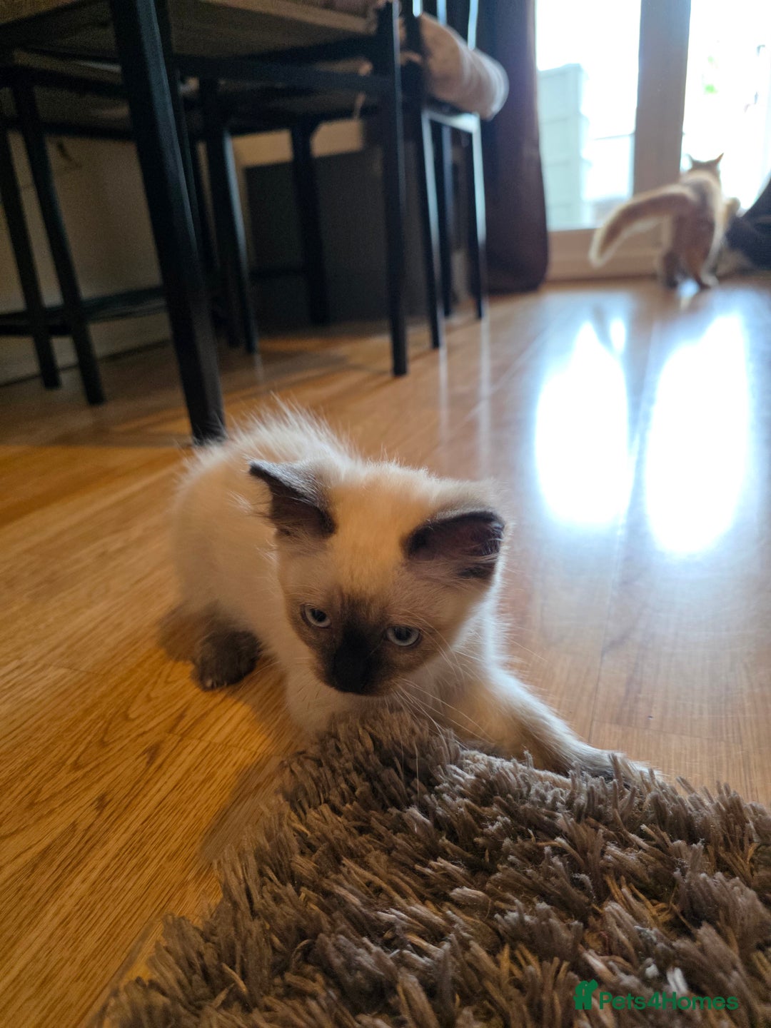 Ragdoll cats for sale: Male Ragdoll Kitten - Image 3