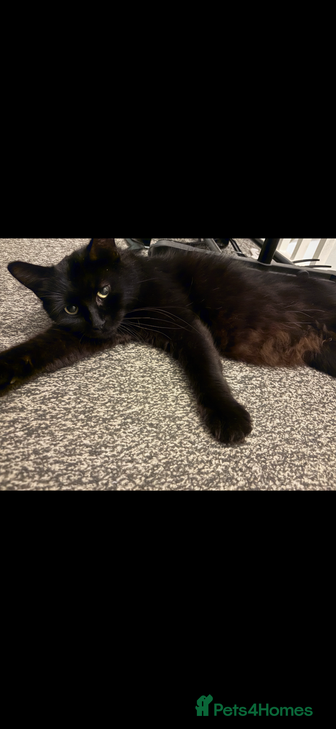 Mixed Breed cats for sale: Four beautiful kittens  - Advert 1