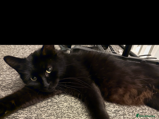 Mixed Breed cats Four beautiful kittens - Advert 1