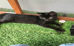 Mixed Breed cats for sale: 2 boys Available today 30/8/25 - Image 6