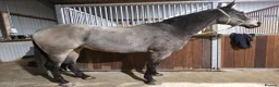 American Quarter horses for sale: Partbred american quarter horse in Glasgow - Advert 8