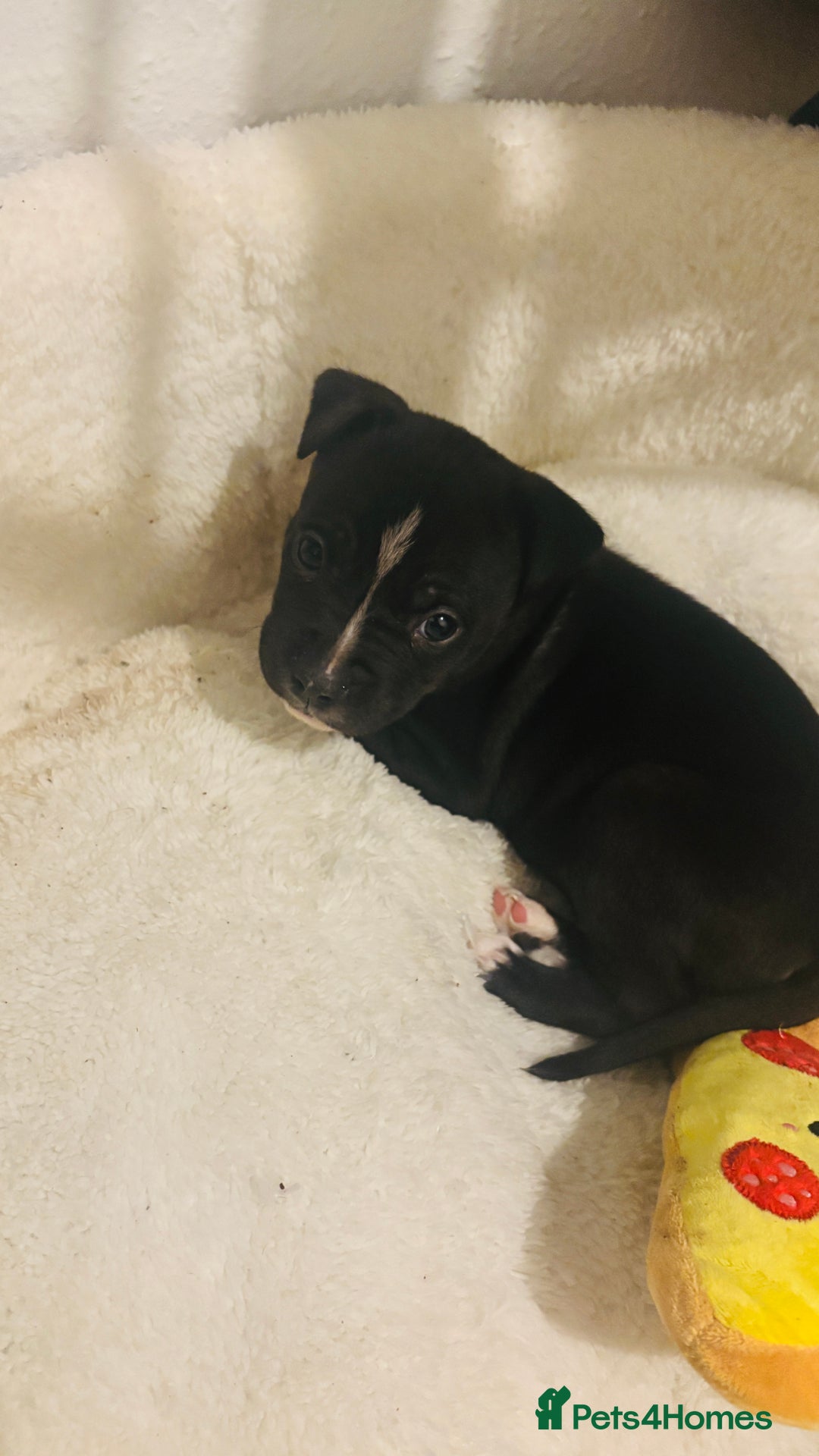 Staffordshire Bull Terrier dogs for sale: Last Male puppy  - Advert 1