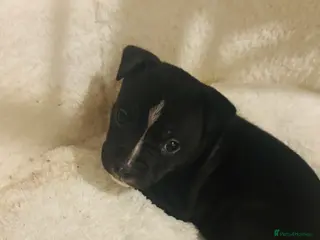 Staffordshire Bull Terrier dogs Last Male puppy - Advert 1