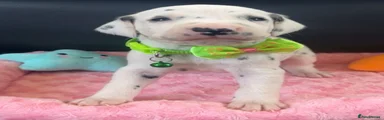 Light green collar 