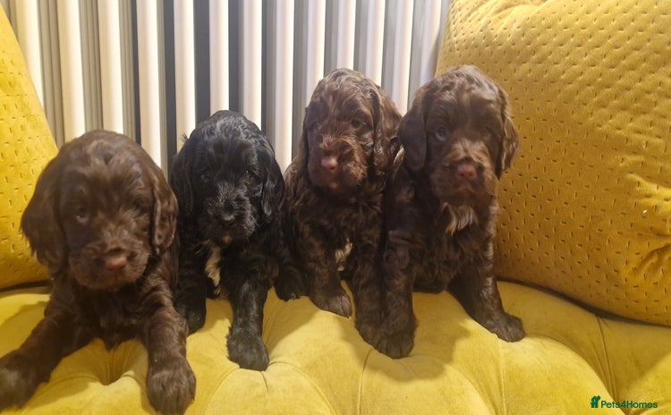 Mixed Breed dogs - Advert 2
