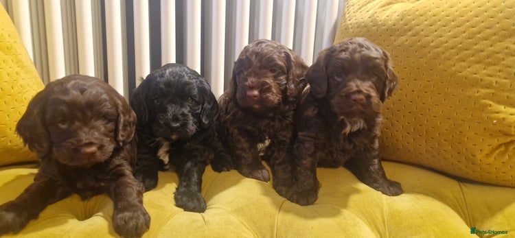 Mixed Breed dogs - Advert 2