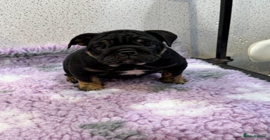 English Bulldog dogs - Advert 6