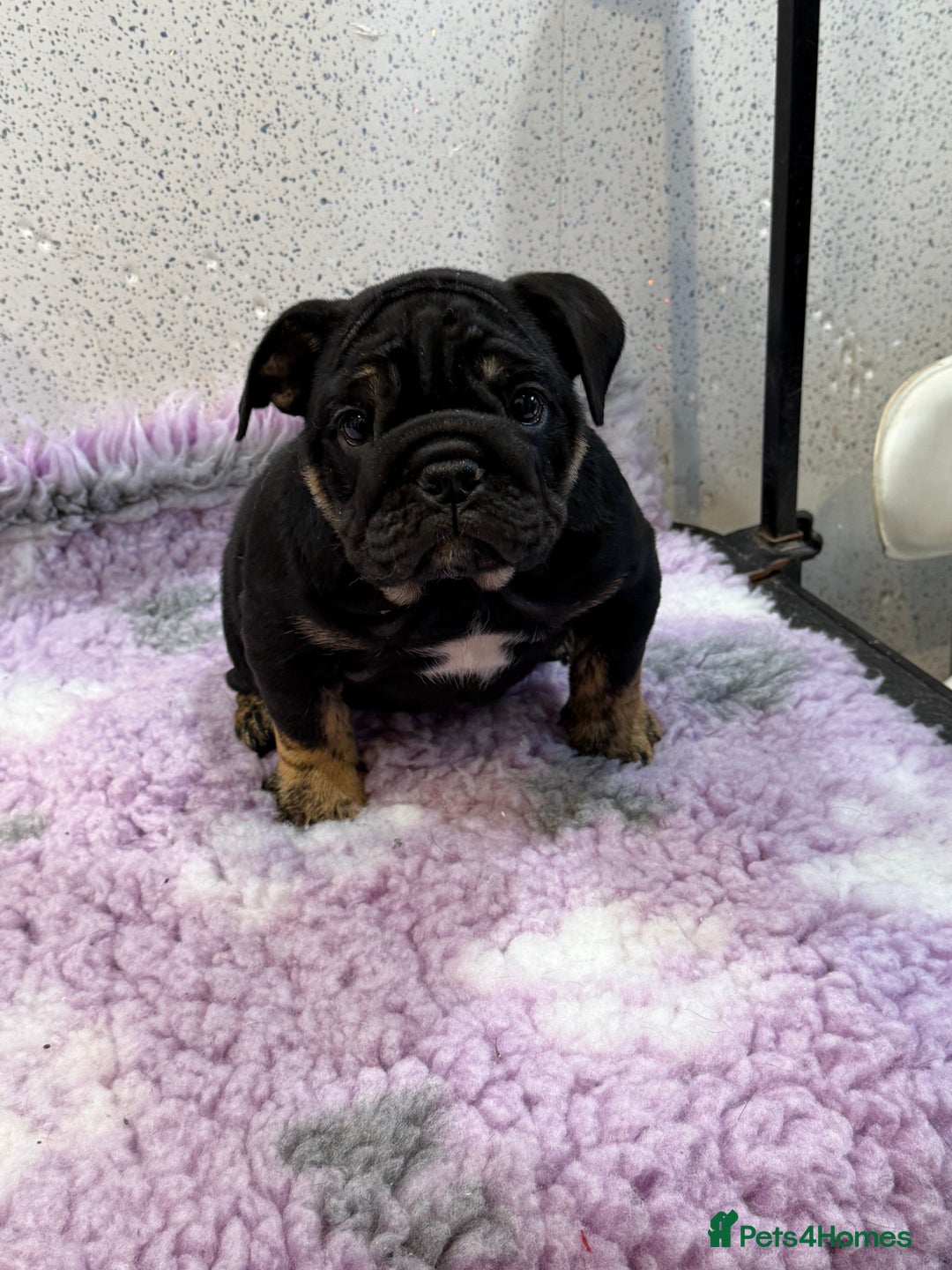 English Bulldog dogs for sale: English bulldog puppies  - Advert 3