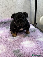 English Bulldog dogs - Advert 6