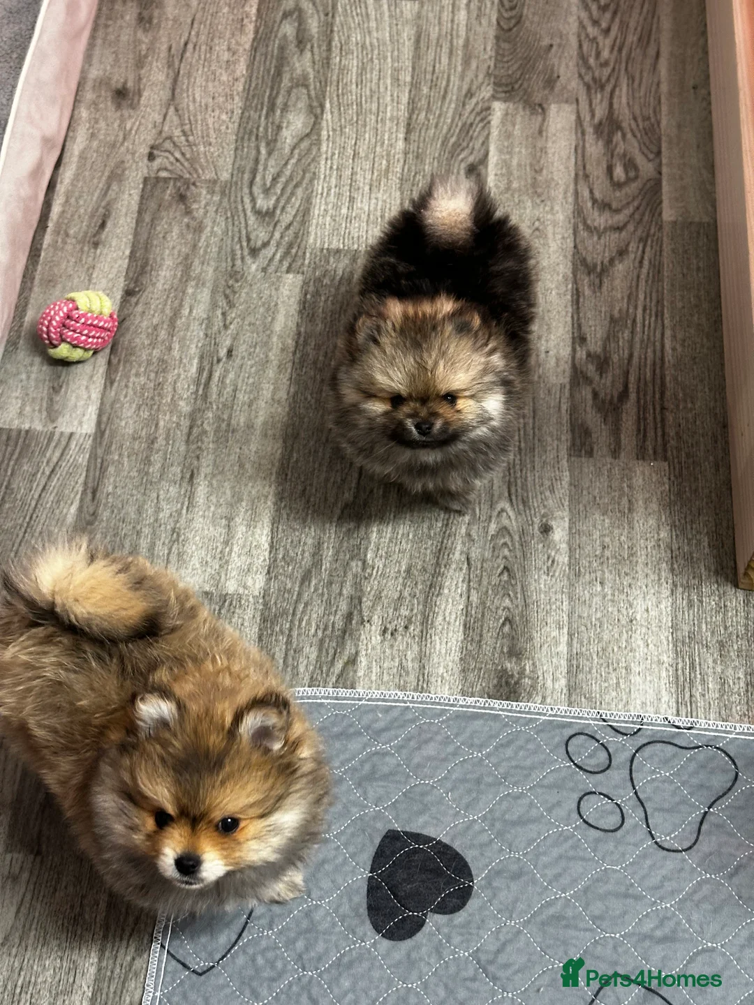 Pomeranian dogs for sale: GORGEOUS POMERANIAN PUPPIES!! 🐶🐶🐶 - Advert 16