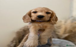 Cocker Spaniel dogs for sale: Show type cocker spaniels  - Image 2