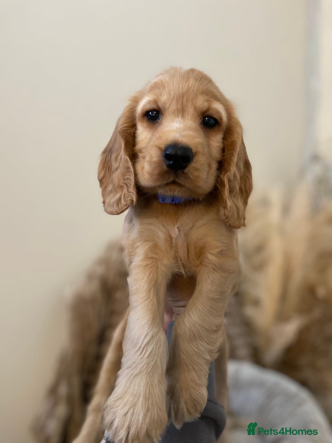 Cocker Spaniel dogs for sale: Show type cocker spaniels  - Image 2