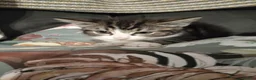 Mixed Breed cats for adoption: ❤️MARIO, LUIGI, PRINCESS PEACH & 💙DRIBBLE  - Advert 3