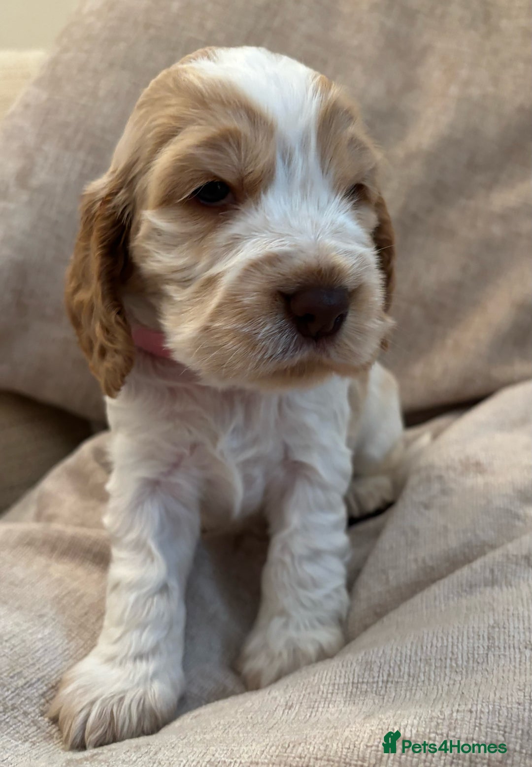 Cocker Spaniel dogs for sale: KC Reg Show Cocker Rizi Bizi bloodline Puppies - Image 4