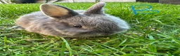 Netherland Dwarf rabbits for sale: Netherland Dwarf Rabbits For Sale  - Advert 4