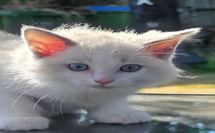 Ragdoll cats - Advert 8