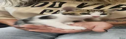 Mixed Breed cats for sale: 3 Adoptable Kittens Looking for a Loving Home - Advert 8