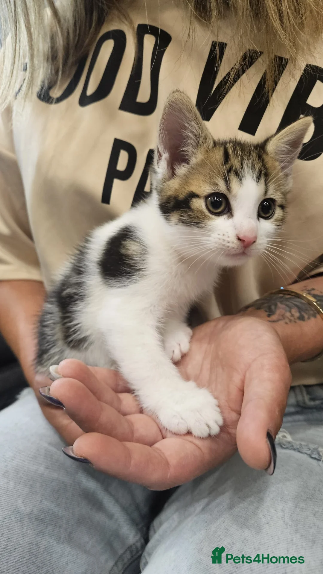 Mixed Breed cats for sale: 3 Adoptable Kittens Looking for a Loving Home - Advert 8
