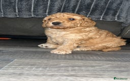 Cockapoo dogs for sale: Beige male cockapoo - Image 1