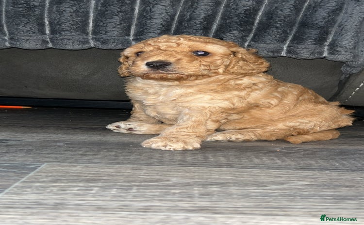 Cockapoo dogs - Advert 6