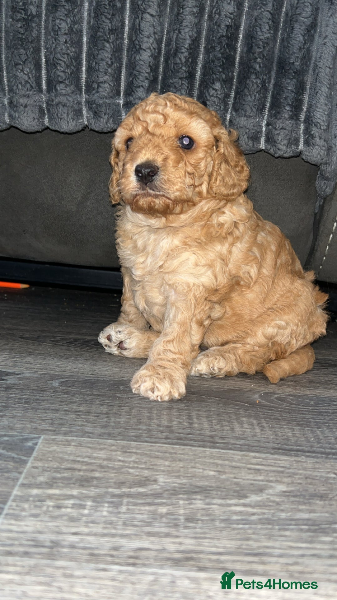 Cockapoo dogs for sale: Beige male cockapoo - Image 1
