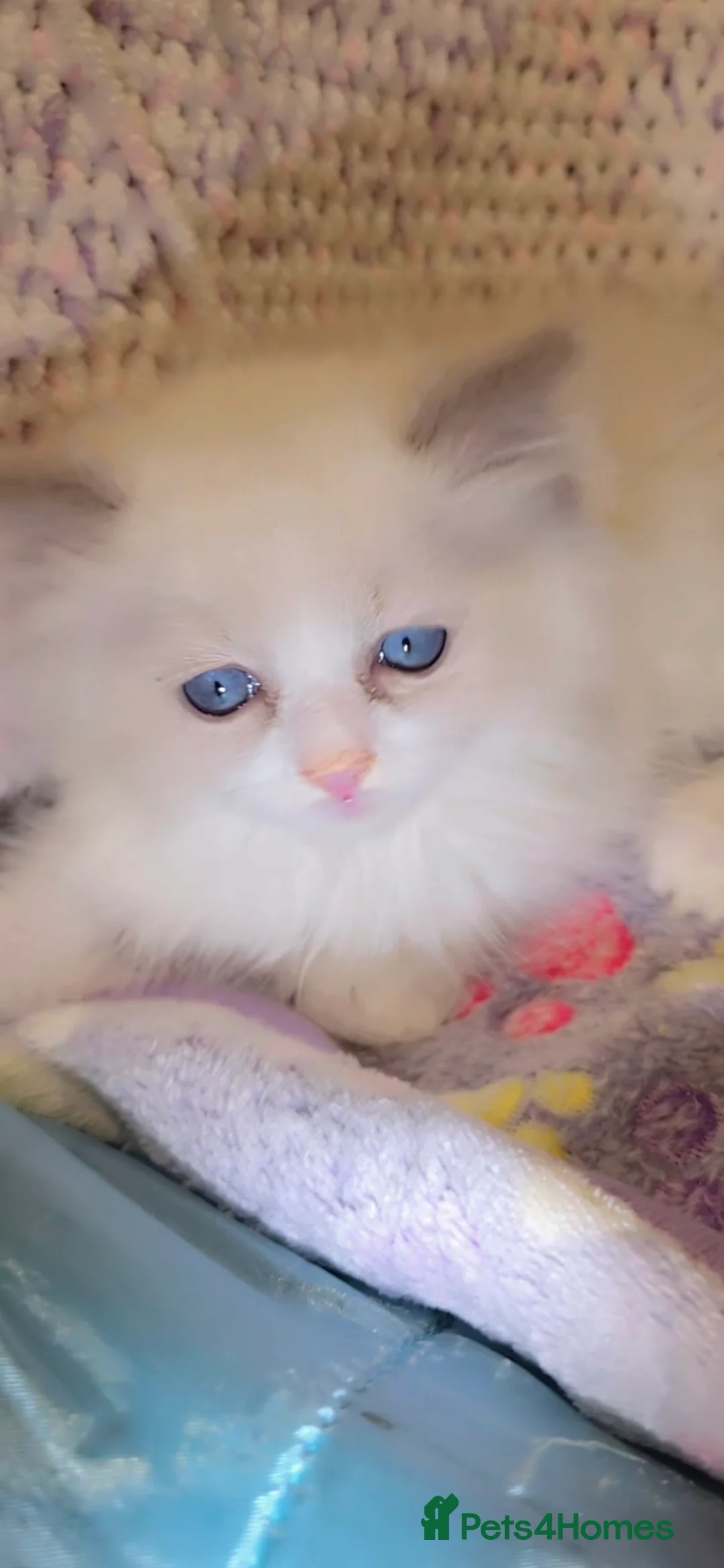 Ragdoll cats for sale: TICA REGISTERED KITTENS/Active - Advert 33