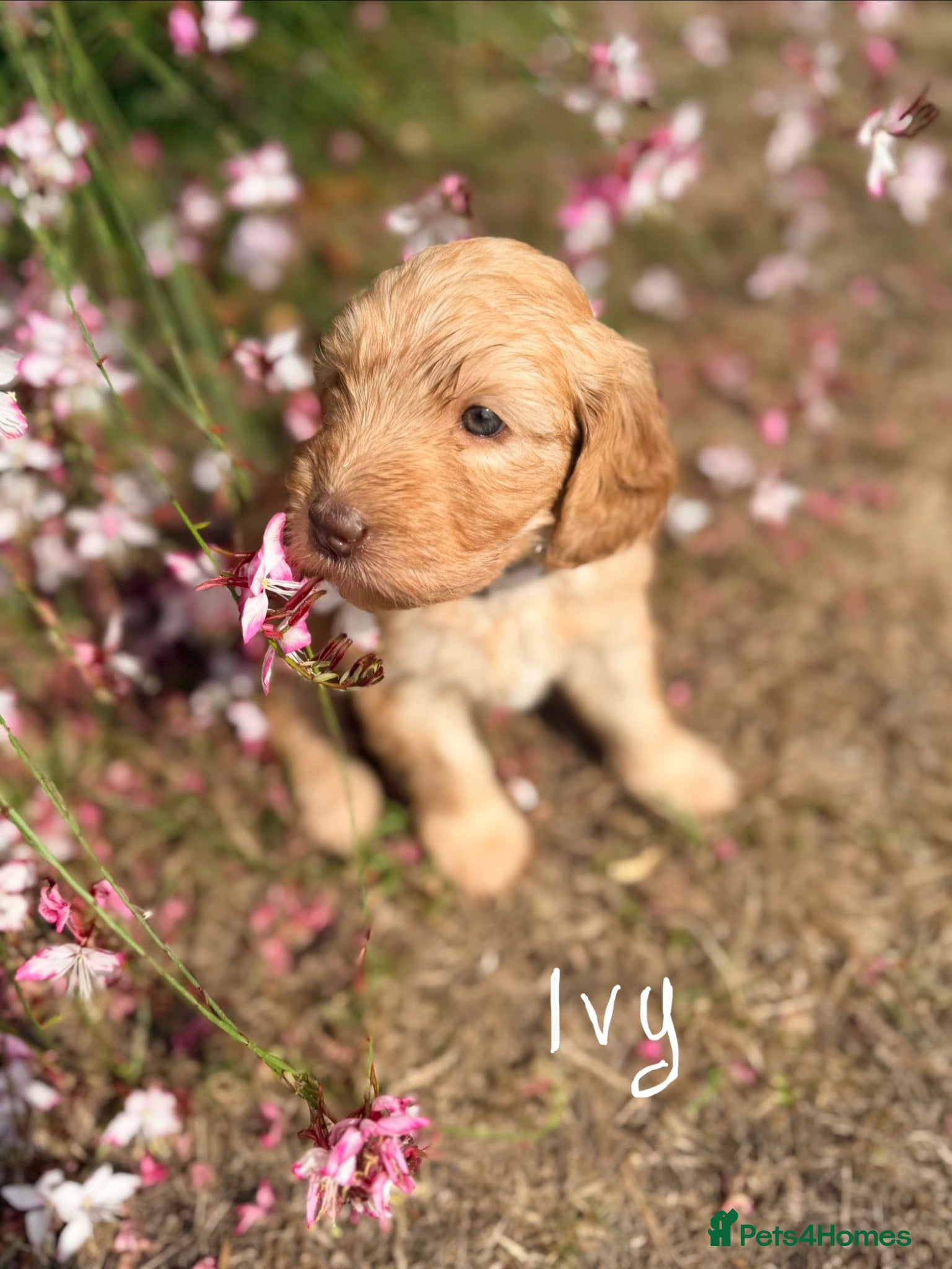 Labradoodle dogs Perfect fox red medium Labradoodles  - Advert 2