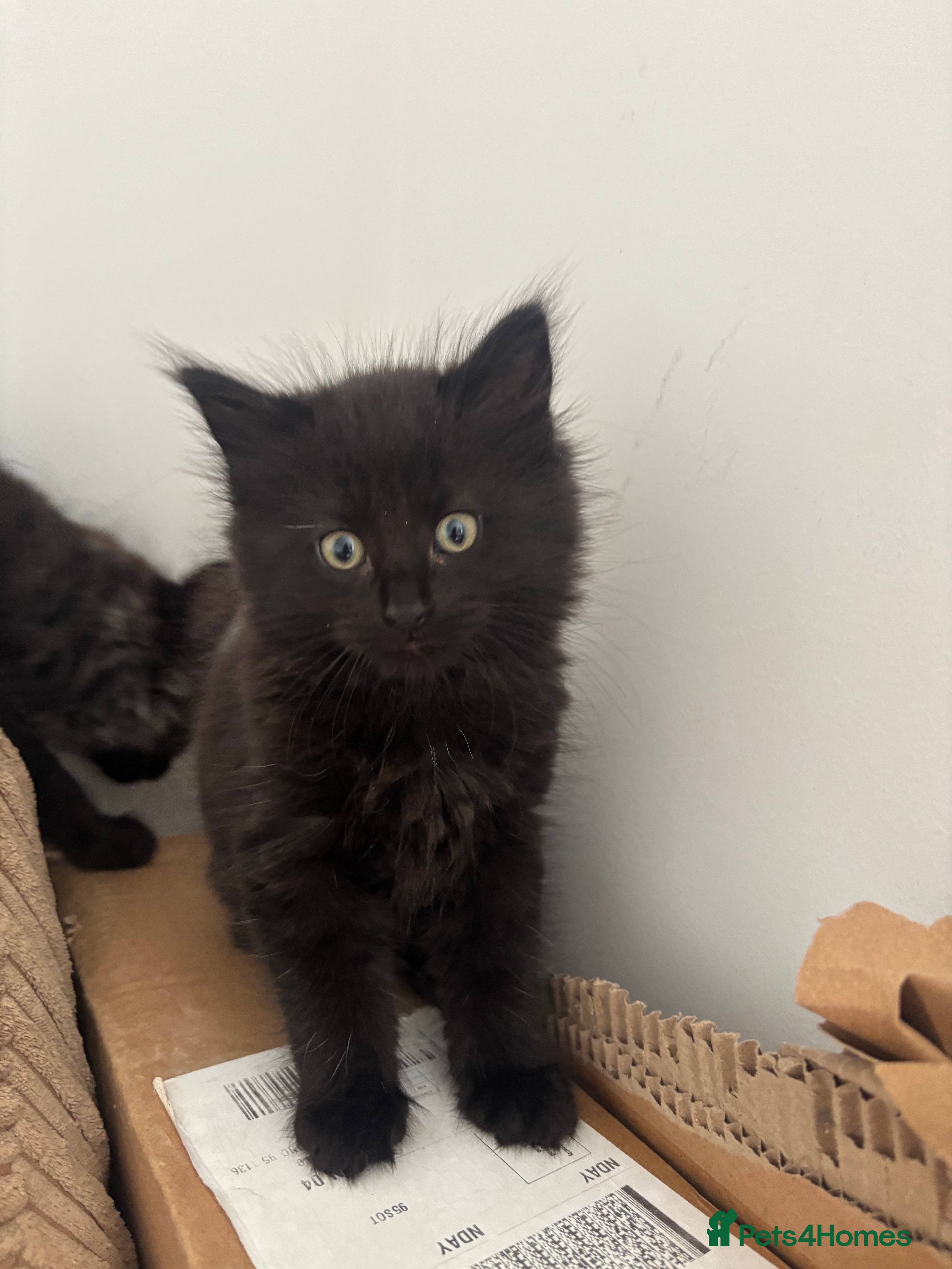 Mixed Breed cats Mixed gender black kittens for sale  - Advert 5
