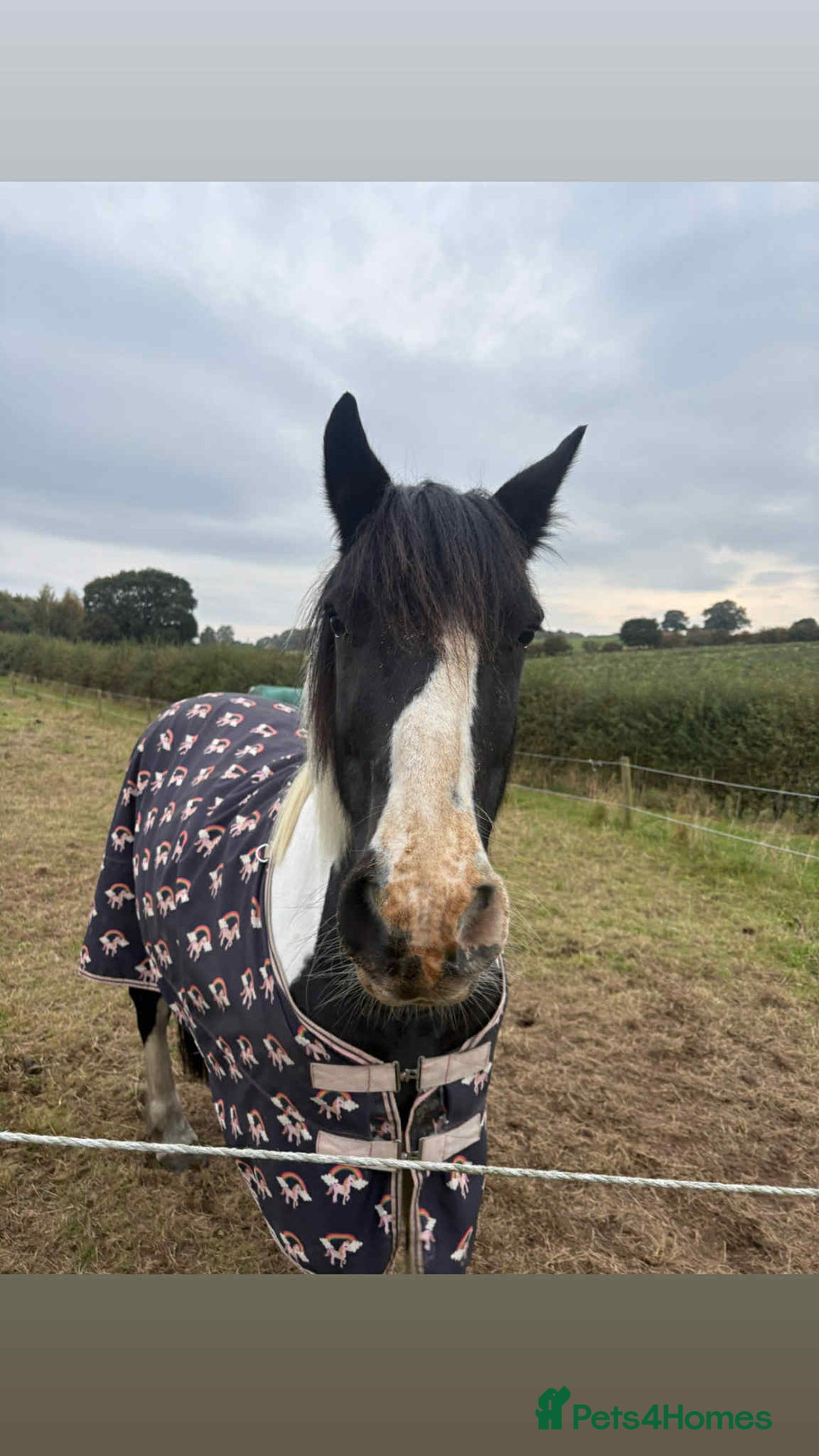 Other Breed horses for sale: Lady athena - Advert 6