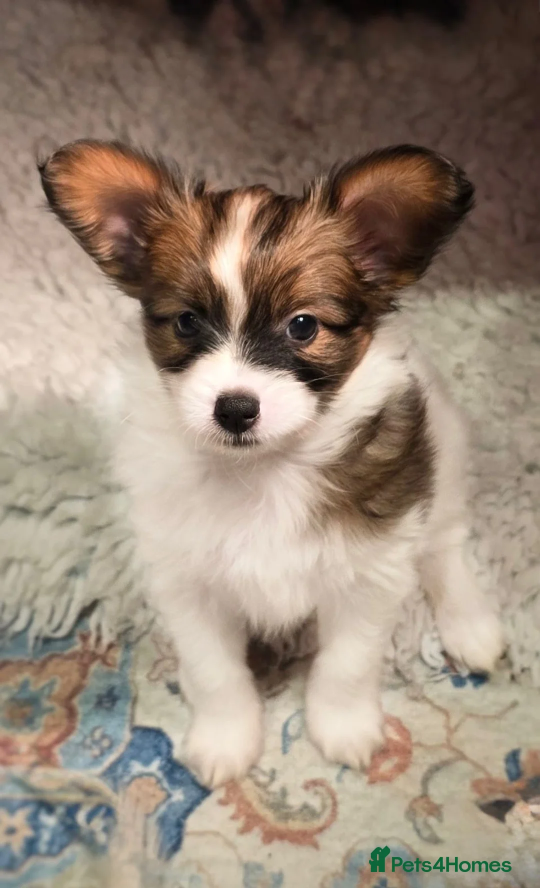 Papillon dogs for sale: ROYAL KENNEL CLUB registered,  DNA tested perents  - Advert 32