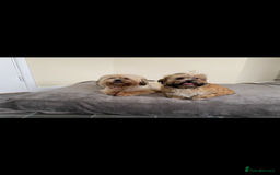 Shih Tzu dogs for sale: Shih tzu  - Image 6