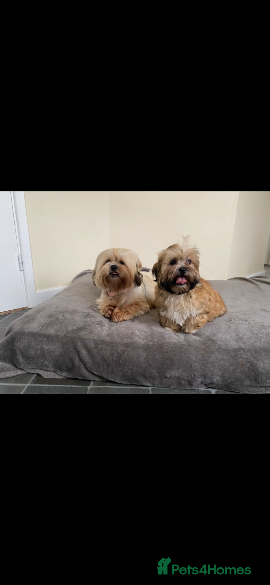 Shih Tzu dogs for sale: Shih tzu  - Image 6
